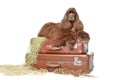 American cocker spaniel lies on vintage suitcases