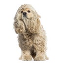American Cocker Spaniel looking away (4 years old) Royalty Free Stock Photo