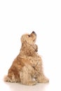 American Cocker Spaniel looking up Royalty Free Stock Photo