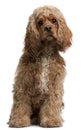 American Cocker Spaniel, 10 months old Royalty Free Stock Photo