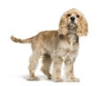 American Cocker Spaniel, 5 months old Royalty Free Stock Photo