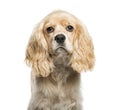 American Cocker Spaniel, 5 months old Royalty Free Stock Photo