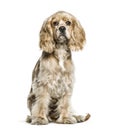 American Cocker Spaniel, 5 months old Royalty Free Stock Photo