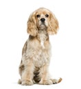 American Cocker Spaniel, 5 months old Royalty Free Stock Photo