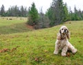 American Cocker Spaniel