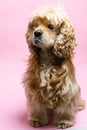 Cocker spaniel on a pink background Royalty Free Stock Photo