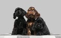 Studio shot of american cocker spaniel on grey studio background Royalty Free Stock Photo