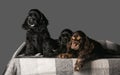 Studio shot of american cocker spaniel on grey studio background Royalty Free Stock Photo