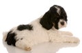 American cocker spaniel puppy Royalty Free Stock Photo