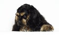 american cocker spaniel puppy looking Royalty Free Stock Photo