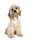 American Cocker Spaniel puppy 4 months old Royalty Free Stock Photo