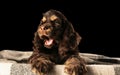 Studio shot of american cocker spaniel on black studio background Royalty Free Stock Photo