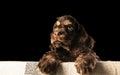 Studio shot of american cocker spaniel on black studio background Royalty Free Stock Photo