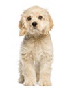 American cocker spaniel puppy sitting and staring Royalty Free Stock Photo