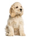 American cocker spaniel puppy sitting and staring Royalty Free Stock Photo