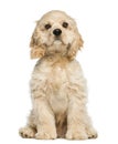 American cocker spaniel puppy sitting and staring Royalty Free Stock Photo