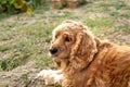 American Cocker Spaniel relaxing outdoors in the backyard of a village house on a sunny day Royalty Free Stock Photo