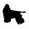 American Cocker Spaniel Silhouette Isolated On White Royalty Free Stock Photo