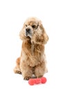 American Cocker Spaniel sits in front of a white background Royalty Free Stock Photo