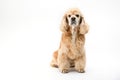 American Cocker Spaniel sits in front of a white background Royalty Free Stock Photo