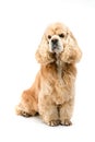 American Cocker Spaniel sits in front of a white background Royalty Free Stock Photo