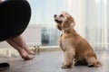 American Cocker Spaniel sits obediently at the owner`s feet