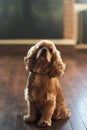 American Cocker Spaniel sitting on the floor Royalty Free Stock Photo