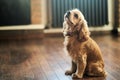 American Cocker Spaniel sitting on the floor Royalty Free Stock Photo