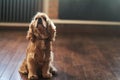 American Cocker Spaniel sitting on the floor Royalty Free Stock Photo