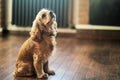 American Cocker Spaniel sitting on the floor Royalty Free Stock Photo