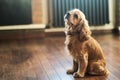 American Cocker Spaniel sitting on the floor Royalty Free Stock Photo