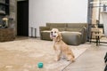 American cocker spaniel sitting on the floor at home Royalty Free Stock Photo