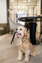 American cocker spaniel sitting on the floor at home Royalty Free Stock Photo