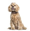 American Cocker Spaniel sitting in front of white background Royalty Free Stock Photo