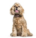 American Cocker Spaniel sitting in front of white background Royalty Free Stock Photo