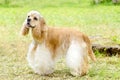 American Cocker Spaniel Royalty Free Stock Photo