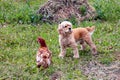 American Cocker Spaniel standing near chicken on the green grass