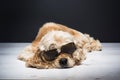 American cocker spaniel With Sunglasses