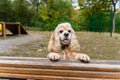 American Cocker Spaniel in a specially equipped dog walking area Royalty Free Stock Photo