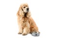 American Cocker Spaniel is waiting for food isolated on a white background Royalty Free Stock Photo