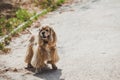 American cocker spaniel for walk in autumn park Royalty Free Stock Photo