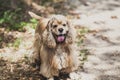 American cocker spaniel for walk in autumn park Royalty Free Stock Photo