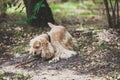 American cocker spaniel for walk in autumn park Royalty Free Stock Photo