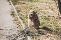 American cocker spaniel for walk in autumn park Royalty Free Stock Photo