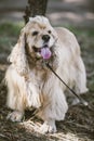 American cocker spaniel for walk in autumn park Royalty Free Stock Photo