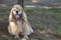 American Cocker Spaniel on a walk in the autumn park Royalty Free Stock Photo