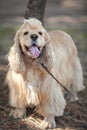 American Cocker Spaniel on a walk in the autumn park Royalty Free Stock Photo