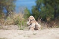 American Cocker Spaniel on a walk in the autumn park Royalty Free Stock Photo