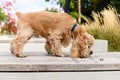 American Cocker Spaniel sniffing tracks while walking in park Royalty Free Stock Photo