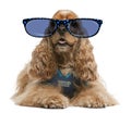 American Cocker Spaniel wearing glasse Royalty Free Stock Photo